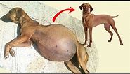 RESCUED DOG WITH FLUID IN ABDOMEN AMAZING TRANSFORMATION