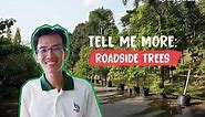 What's the purpose of having so many roadside trees in Singapore? | Tell Me More