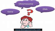 Difference between DNA, Gene and Chromosome