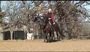 Spirit of Texas Arabians -Andalusian Arabian Horse for Sale