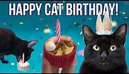 Throwing the BEST Cat Birthday Party (with CAKE recipe!)