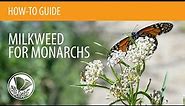 How to Plant Milkweed for Monarchs from Seed or Starter Plants