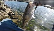 This is THE BEST Lure Of All Time For Striped Bass