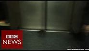 If you're scared of rats this video is NOT for you! BBC News