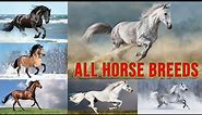 All HORSE BREEDS - types of horse breeds in the world