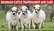 ⭕ BRAHMAN CATTLE BREED, TEMPERAMENT AND CARE ✅ Cattle BRAHMAN