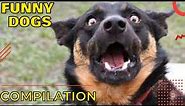 Funny dogs compilation 2022 🐶 Dog memes try not to laugh 🐶 Funny memes featuring dogs