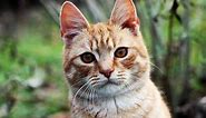 10 Things to Know About Orange Color Cats | LoveToKnow Pets