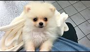 CUTEST PUPPY! | Luna The 8 Week Old Pomeranian Puppy