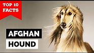 Afghan Hound - Top 10 Facts
