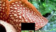 Rafflesia - Biggest flower in the World | Amazing facts and Tips