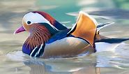 8 Colorful Facts About Mandarin Ducks