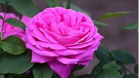Beautiful Rose Pink Flower Wallpaper Photo//Pink Rose Wallpaper//Pink Rose Flower Images//Pink Rose