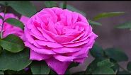 Beautiful Rose Pink Flower Wallpaper Photo//Pink Rose Wallpaper//Pink Rose Flower Images//Pink Rose