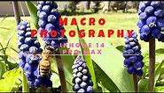 Macro Photography on Apple iPhone 14 Pro Max