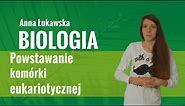 Biologia - Powstawanie komórki eukariotycznej