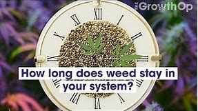 How long does cannabis stay in your system? | Weed Easy