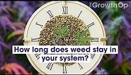 How long does cannabis stay in your system? | Weed Easy