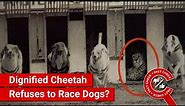 FACT CHECK: Cheetah Refuses to Race Dogs as It Has Nothing to Prove?