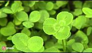 Green and Growing Tip: Clover