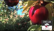 Harvesting Red delicious Apples
