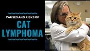 Causes and Risks of Cat Lymphoma and Leukemia: VLOG 97
