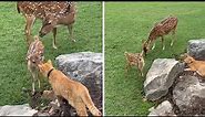 Sweet fawn meets dog & kitten for the first time