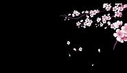 Flower effect falling black background | Black Screen Background Video Effect