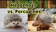 Hedgehogs vs. Porcupines: How to Distinguish Them???