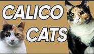 3 Fun and Fascinating Facts About Calicos!
