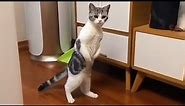 The funniest and most humorous CAT VIDEO EVER! - FUNNY CAT VIDEOS