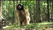 Dog Breeds 101 Video: Leonberger