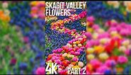 Stunning Flowers for Vertical Displays in 4K UHD - Relaxing Travel to Skagit Valley - Part 3
