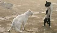 KUNG-FU CAT: Angry feline fighter shows off moves