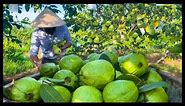 Modern Agriculture Guava Farming | Guava Cultivation and Harvesting