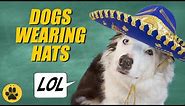 Dogs Wearing Hats - Hilarious!