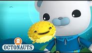 Octonauts - Porcupine Puffer & The Scared Sperm Whale | Cartoons for Kids | Underwater Sea Education