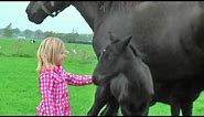 Very Cute Baby Horses with their Mother