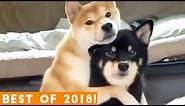 BEST ANIMALS OF 2018 Pt. 1 | Funny Pet Videos