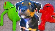 Puppy ATTACKS Kermit the Frog and Elmo!