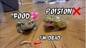 Toad vs Bullfrog