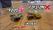 Toad vs Bullfrog