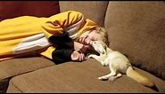 Fennec Fox & Her Favorite Human 💜💜💜