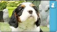 80 Seconds of Precious Cavalier King Charles Spaniel Puppies