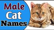 Top & Most Popular Male Cat Name Ideas for 2021 || Boy Cat Names [Best List] || NamoLozy