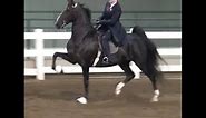 American Saddlebred, five-gaited mare, American Saddlebred Show horse Show horse, Dixie Cup 2016