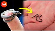 The SMALLEST SNAKES In The World 🕵️🐍