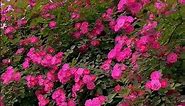 The most beautiful pink rose garden | beautiful flower!