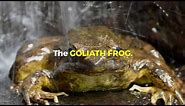 Meet the BIGGEST Frog on EARTH !