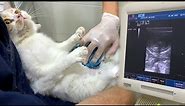 Pregnant cat 5 days before giving birth. We do an ultrasound